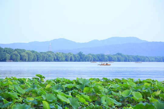 曲院风荷景区