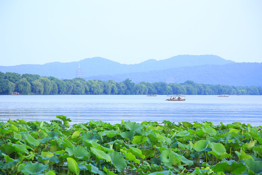 曲院风荷景区