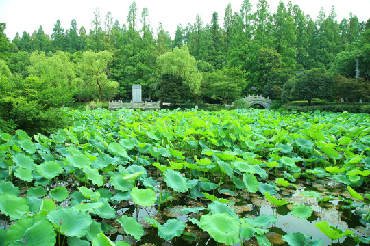 曲院风荷景区