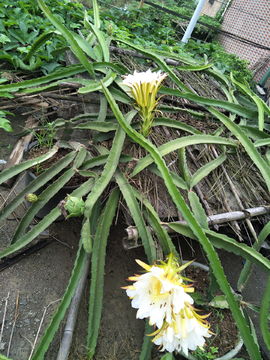 花蕾花朵火龙果花