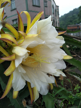 花朵花蕊花卉