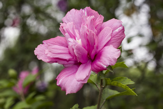 木槿花