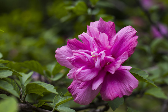 粉色木槿花