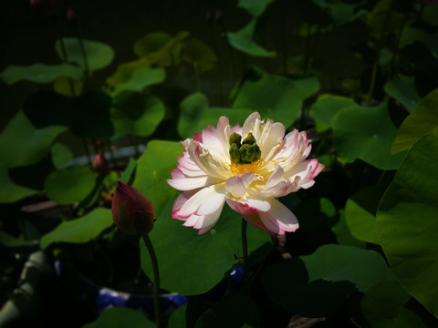 合肥包公園荷花