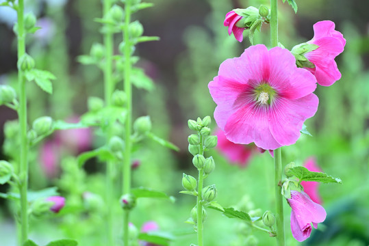 蜀葵花