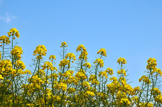 油菜花