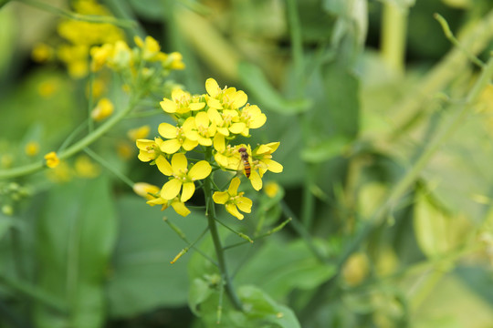 油菜花