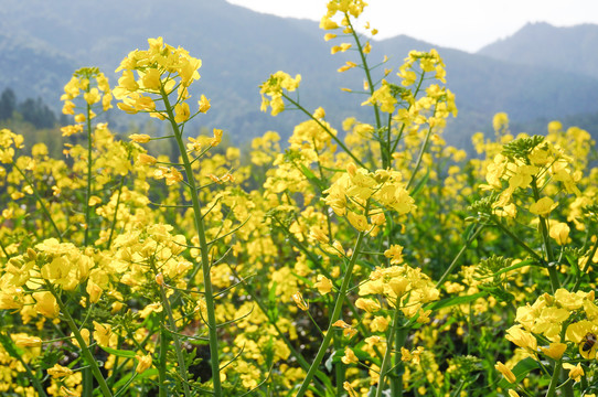 油菜花