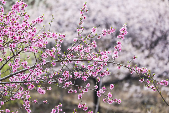 桃花