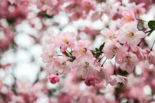 樱花