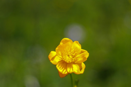 金蓮花