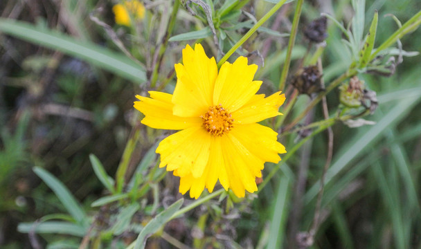 金鸡菊