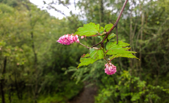 非洲芙蓉