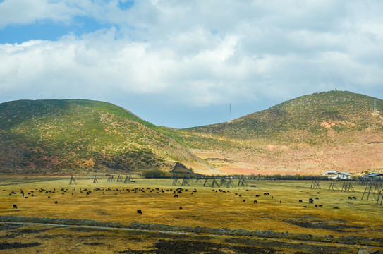 高原牧场