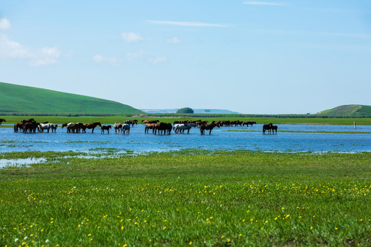 草原夏季马群湿地野花