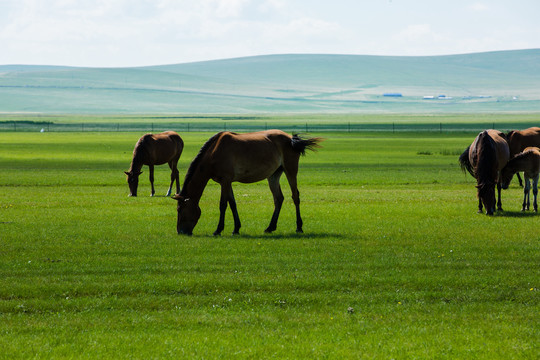 夏季草原吃草的马群