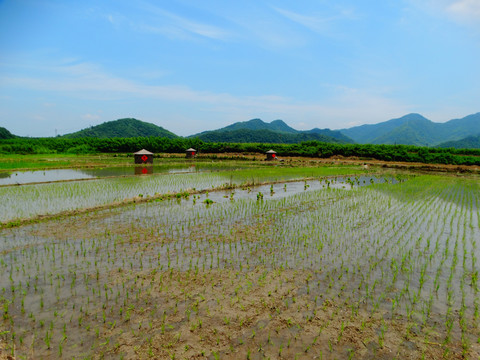 西村风景田野谷仓