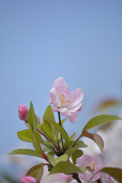 海棠花