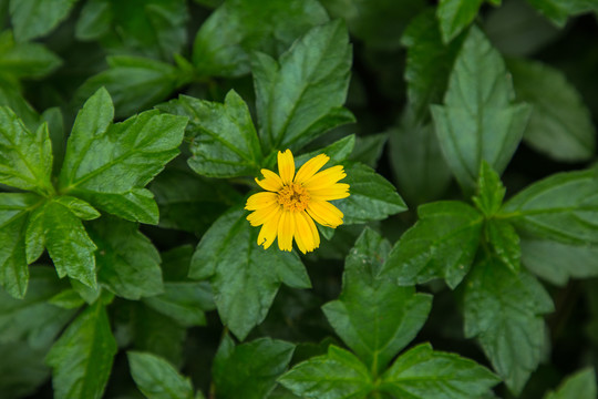 小雏菊