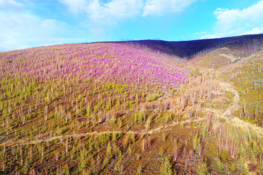 杜鹃花染红山林