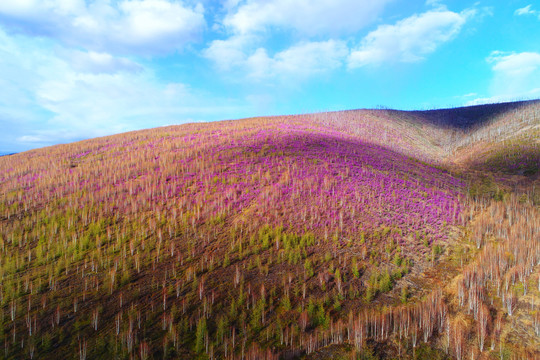 杜鹃花染红了山林