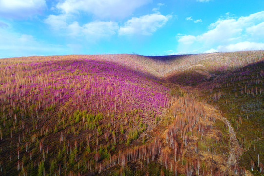 杜鹃花染红的山林