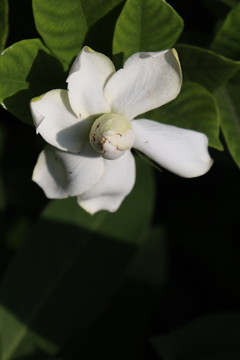 栀子花