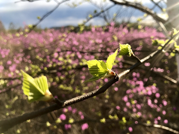 大兴安岭红杜鹃花