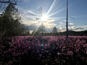 杜鹃花