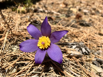 耗子花