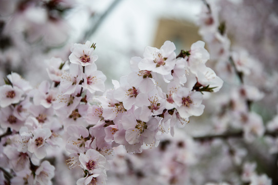 满树桃花开