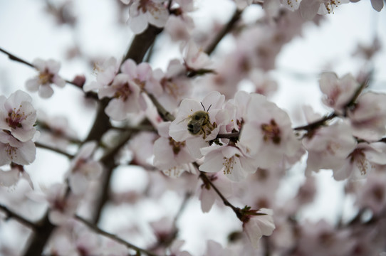 满树桃花开