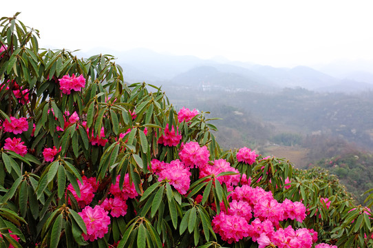 杜鹃花海