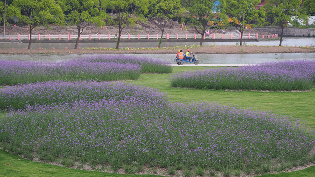 城市园林景观浪漫香草园