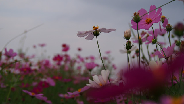 格桑花海