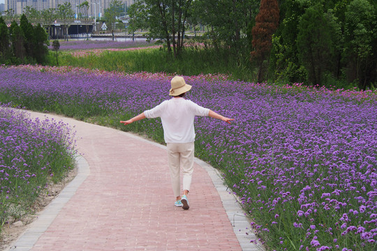 柳叶马鞭草花海