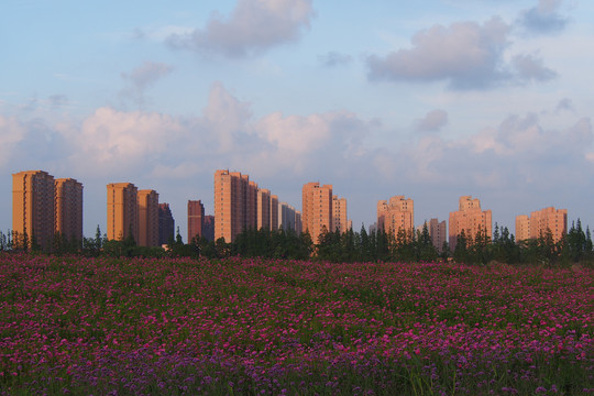 城市花海