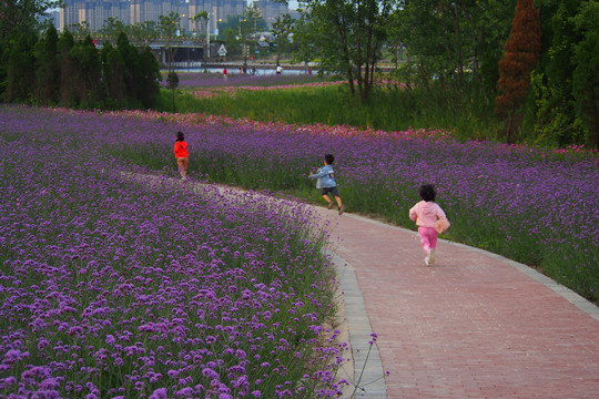 奔跑在花海中的小孩