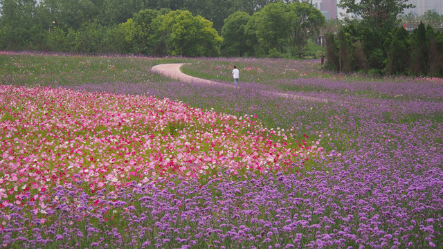 彩色花海