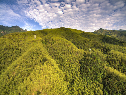 衢州药王山竹海航拍