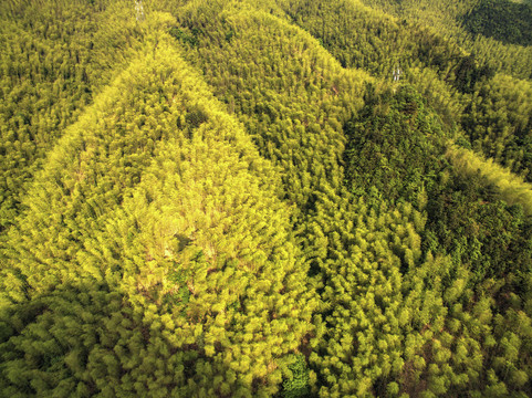 衢州药王山竹海航拍