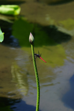 荷花蜻蜓