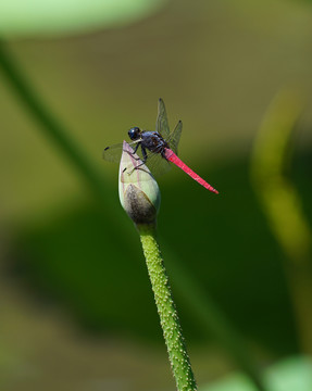 荷花蜻蜓