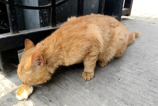 正在低头吃食的猫咪