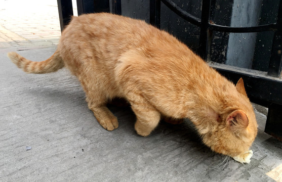 低头吃食的猫咪