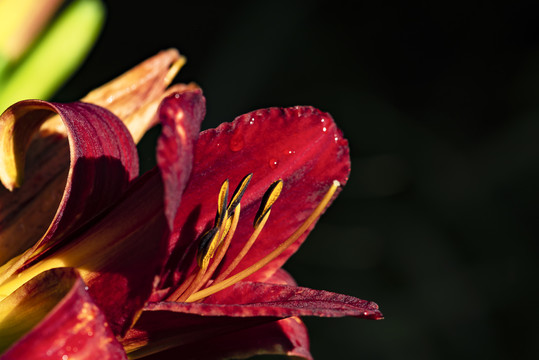 花蕊特写