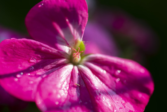 花蕊特写