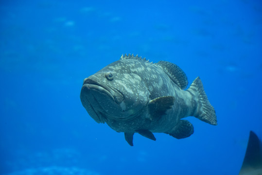 石斑魚