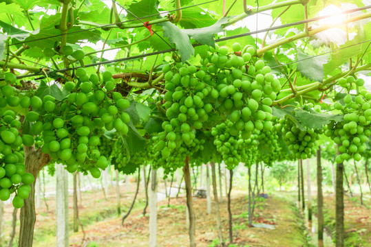葡萄园里未成熟的绿葡萄