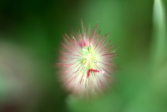 狗尾巴草